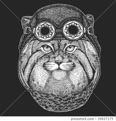 Wild cat Manul Hand drawn image for tattoo, emblem, badge, logo, patch Cool animal wearing aviator 39937175