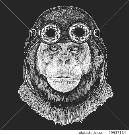 Chimpanzee Monkey Hand drawn illustration for tattoo, emblem, badge, logo, patch, t-shirt Cool Chimpanzee Monkey Hand drawn illustration for tattoo, emblem, badge, logo, patch, t-shirt Cool 39937184
