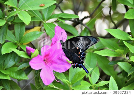 癒傷組織Swallowtail 癒傷組織Swallowtail 39937224