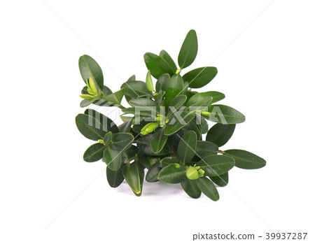 Boxwood branch isolated on a white background. Boxwood branch isolated on a white background. 39937287