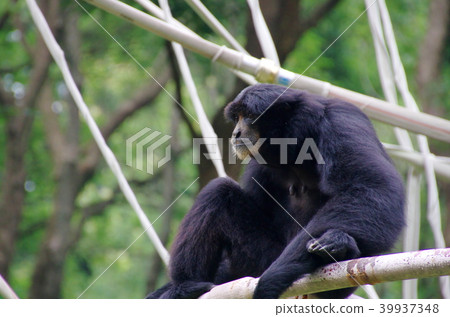 Flying gibbon 39937348