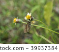 Butterfly with flowers 39937384