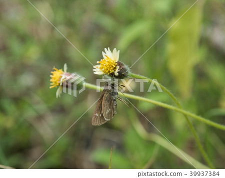 Butterfly with flowers Butterfly with flowers 39937384