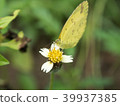 Butterfly with flowers 39937385