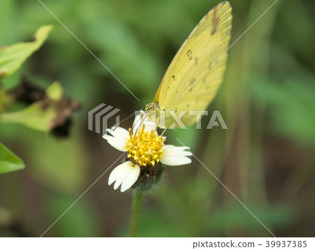 Butterfly with flowers Butterfly with flowers 39937385
