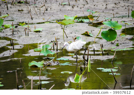 Taiwan, botanical garden, small white rabbit, beggar, flower pond Taiwan, botanical garden, small white rabbit, beggar, flower pond 39937612