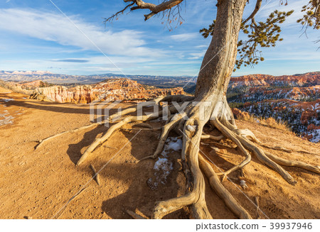 Bryce Canyon Winter Landscape 39937946