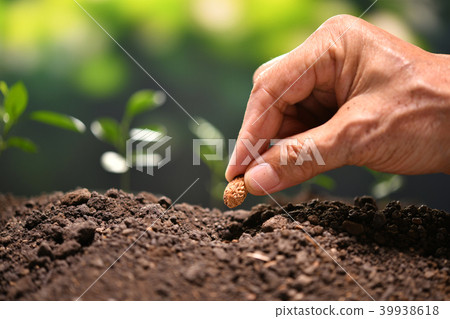 Farmer's hand planting a seed in soil Farmer's hand planting a seed in soil 39938618