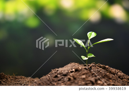 Young plant in the morning light Young plant in the morning light 39938619