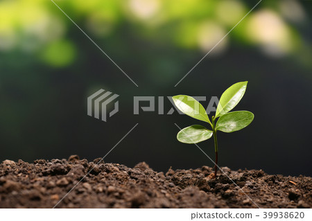 Young plant in the morning light Young plant in the morning light 39938620
