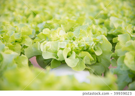 Fresh hydroponic vegetables Fresh hydroponic vegetables 39939023