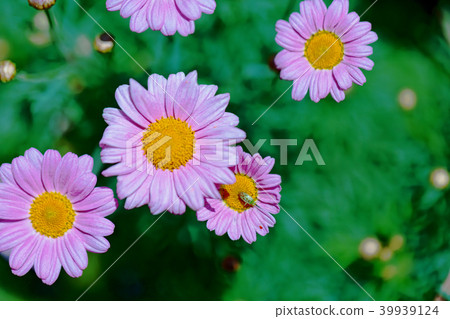 Chrysanthemum 39939124