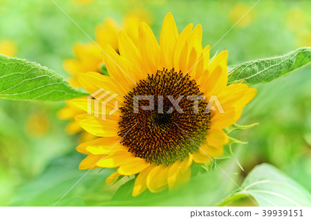 桃園光洋農場向日葵向日葵向日葵 桃園光洋農場向日葵向日葵向日葵 39939151
