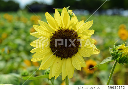 桃園光洋農場向日葵向日葵向日葵 桃園光洋農場向日葵向日葵向日葵 39939152