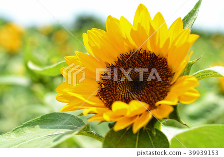 桃園光洋農場向日葵向日葵向日葵 桃園光洋農場向日葵向日葵向日葵 39939153
