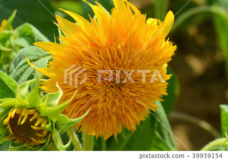 桃園光洋農場向日葵向日葵向日葵 桃園光洋農場向日葵向日葵向日葵 39939154