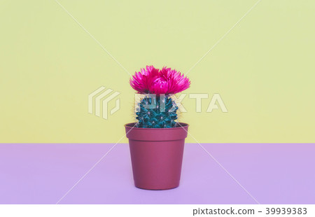 Small cactus in a flowerpot on a trendy background Small cactus in a flowerpot on a trendy background 39939383