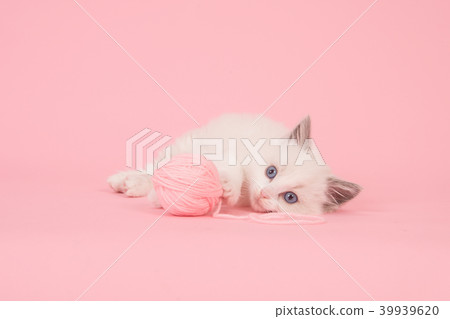 Baby ragdoll cat lying down on pink background Baby ragdoll cat lying down on pink background 39939620