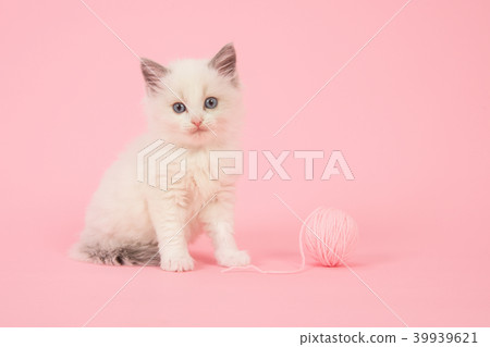 Ragdoll kitten sitting with a ball on pink 39939621