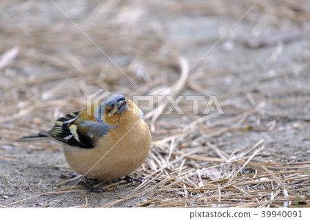 New Zealand Cute Sparrow 2-Smile 39940091