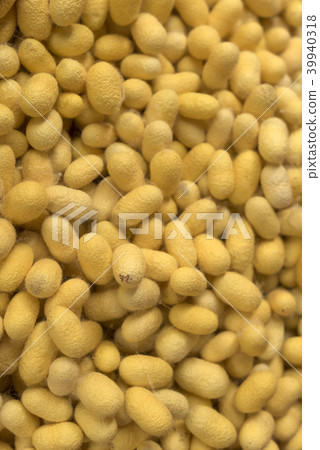 Closeup yellow cocoon prepare for making silk Closeup yellow cocoon prepare for making silk 39940318