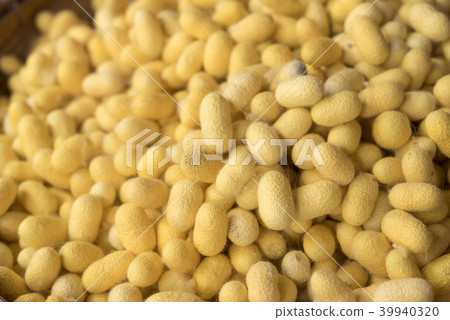Closeup yellow cocoon prepare for making silk Closeup yellow cocoon prepare for making silk 39940320
