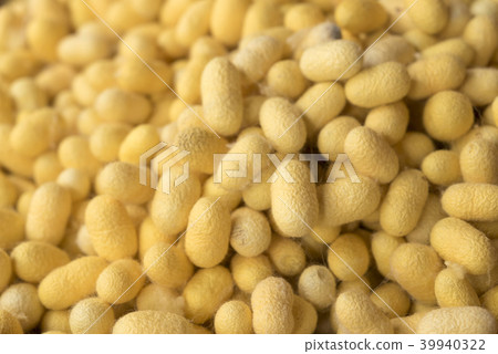 Closeup yellow cocoon prepare for making silk Closeup yellow cocoon prepare for making silk 39940322