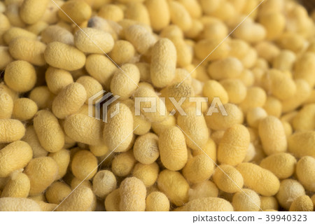 Closeup yellow cocoon prepare for making silk Closeup yellow cocoon prepare for making silk 39940323
