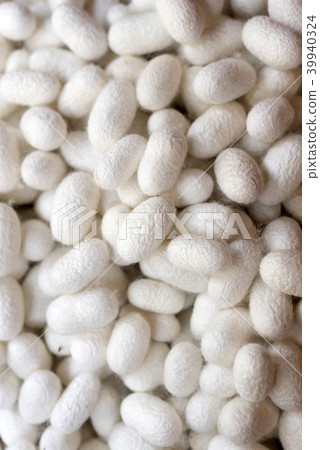 Closeup white cocoon details Closeup white cocoon details 39940324