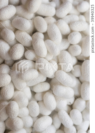 Closeup white cocoon details the nature of the coc Closeup white cocoon details the nature of the coc 39940325