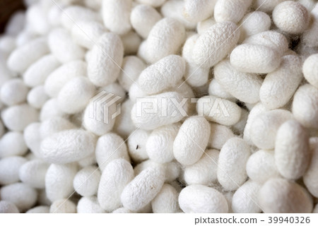 Closeup white cocoon details the nature of the coc 39940326