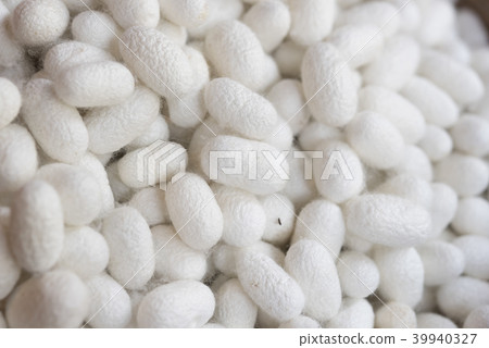 Closeup white cocoon details the nature of the coc Closeup white cocoon details the nature of the coc 39940327
