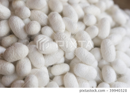 Closeup white cocoon details the nature of the coc Closeup white cocoon details the nature of the coc 39940328