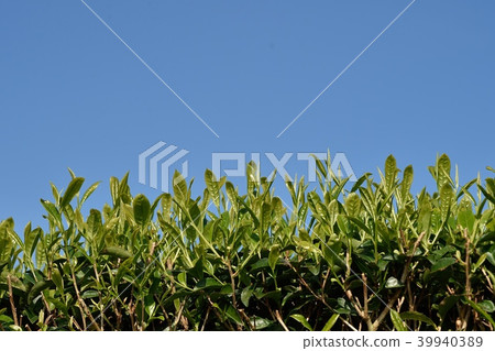 第一個茶季的季節 39940389