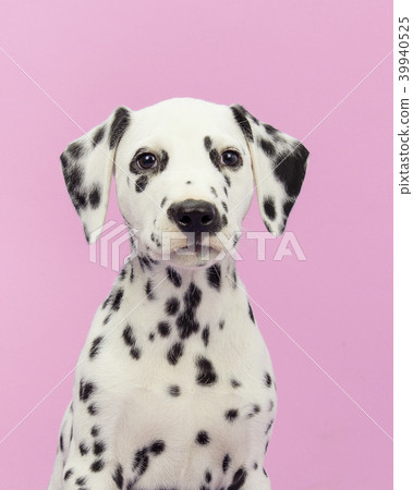 Dalmatian puppy portrait on pink background 39940525