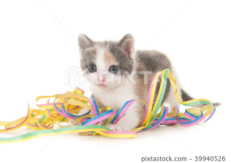 Kitten playing with party garlands 39940526