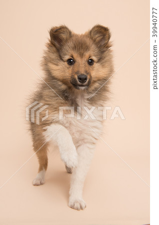 Cute shetland sheepdog puppy lifting its paw Cute shetland sheepdog puppy lifting its paw 39940777