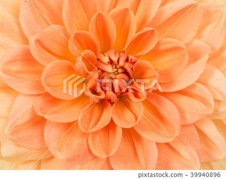 Full frame of an orange chrysanthemum flower 39940896