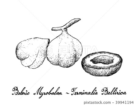 Beleric Myrobalan Fruits on White Background Beleric Myrobalan Fruits on White Background 39941194