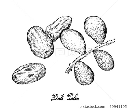 Hand Drawn of Dates Fruits on White Background Hand Drawn of Dates Fruits on White Background 39941195