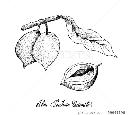 Hand Drawn of Abiu Fruits on White Background Hand Drawn of Abiu Fruits on White Background 39941196