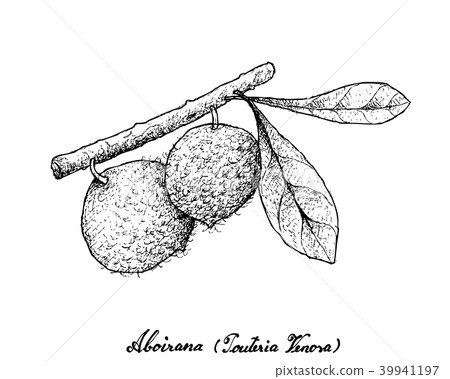 Hand Drawn of Aboirana Fruits on White Background Hand Drawn of Aboirana Fruits on White Background 39941197