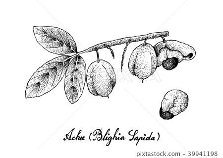 Hand Drawn of Ackee Fruits on White Background 39941198