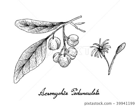 Acronychia Pedunculata Fruits on White Background Acronychia Pedunculata Fruits on White Background 39941199