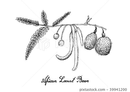 African Locust Bean on White Background African Locust Bean on White Background 39941200