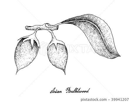 Asian Bulletwood Fruits on White Background 39941207