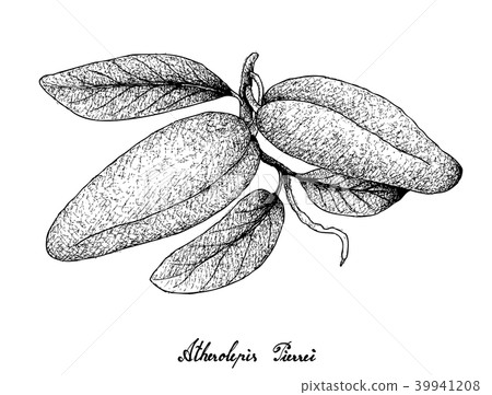 Hand Drawn of Fresh Atherolepis Pierrei Fruits 39941208