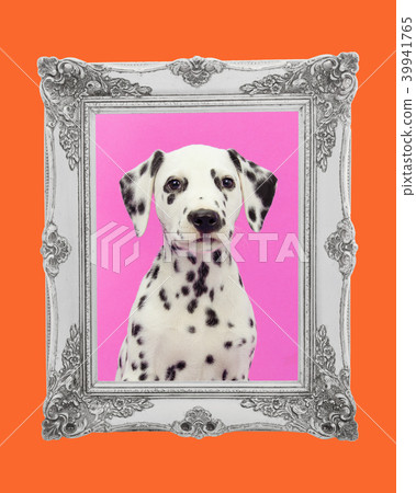 Dalmatian portrait with orange and pink frame 39941765