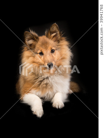 Sheltand sheepdog lying down on a black background 39941768
