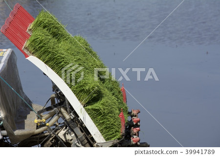 水稻種植季節 水稻種植季節 39941789